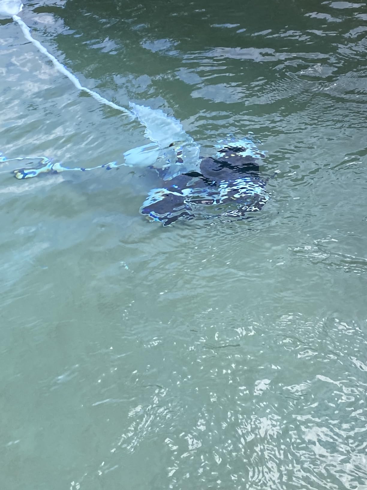 MAKHOON Upgrade Pool Pressure Side Sweeper: Professional Solution for Cleaning Your Swimming Pool (Four Wheels are Better Than Three) Need 1.5