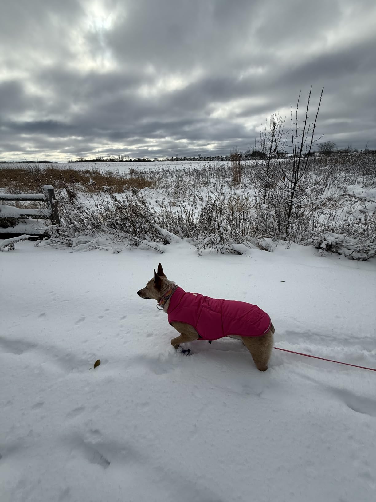 Ruffwear, Quinzee Dog Winter Jacket, Insulated Packable Puffer Vest with Leash Portal, Reflective Trim & Weather-Resistant Shell, Adjustable Fit Coat, Harness Compatible, Obsidian Black, Medium customer photo 2