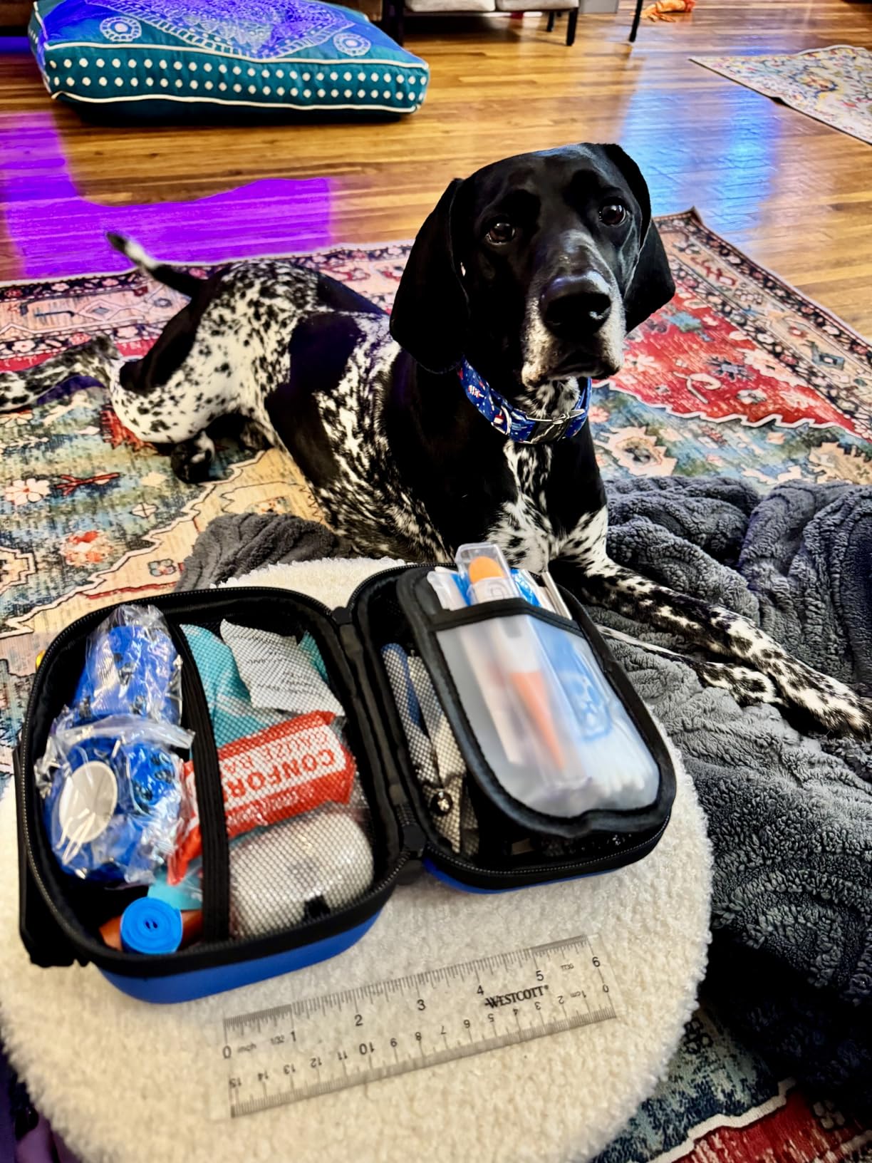 EVERLIT Pet Medic First Aid Kit | 95 Pcs Vet-Approved Medical, Outdoor & Emergency Supplies for Dogs, Cats, Animal Care | Travel-Friendly Compact Bag for Home, Car and Travel (Guardian Orange) customer photo 2