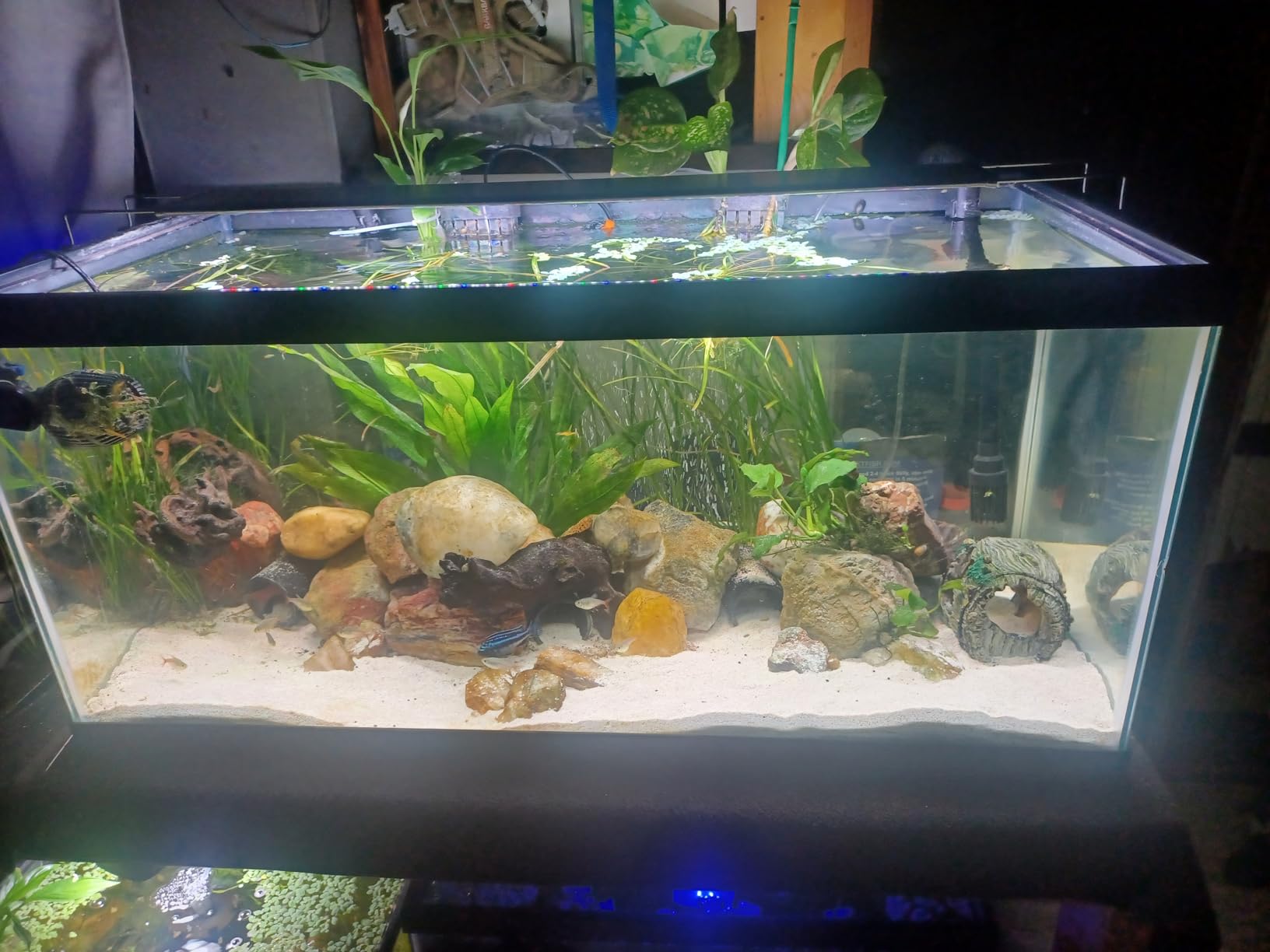SEAOURA Aquarium Planted Light with 24/7 Timer for 48-54in Fish Tank | high PAR LEDs for plant growth, 3 timers + memory, 20 dimming, 15min fade, adjustable brackets, slim aluminum customer photo 1