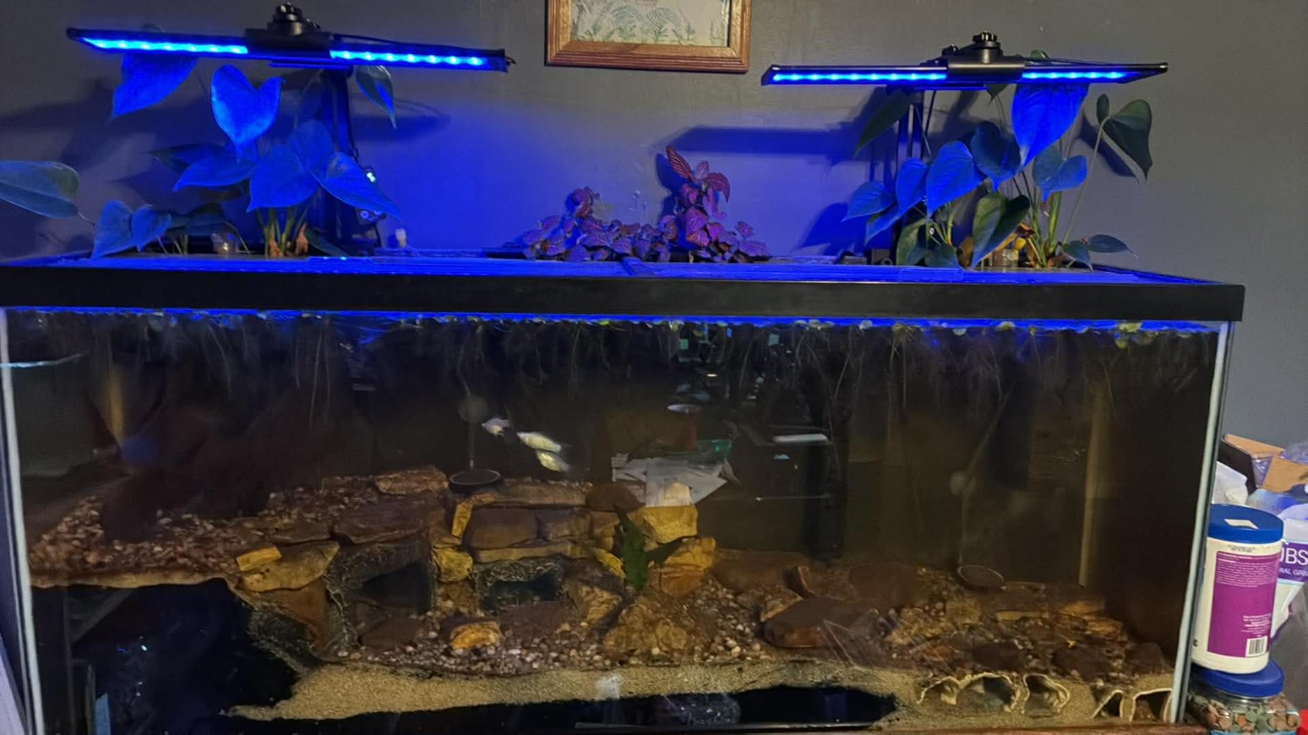 SEAOURA Aquarium Planted Light with 24/7 Timer for 48-54in Fish Tank | high PAR LEDs for plant growth, 3 timers + memory, 20 dimming, 15min fade, adjustable brackets, slim aluminum customer photo 2