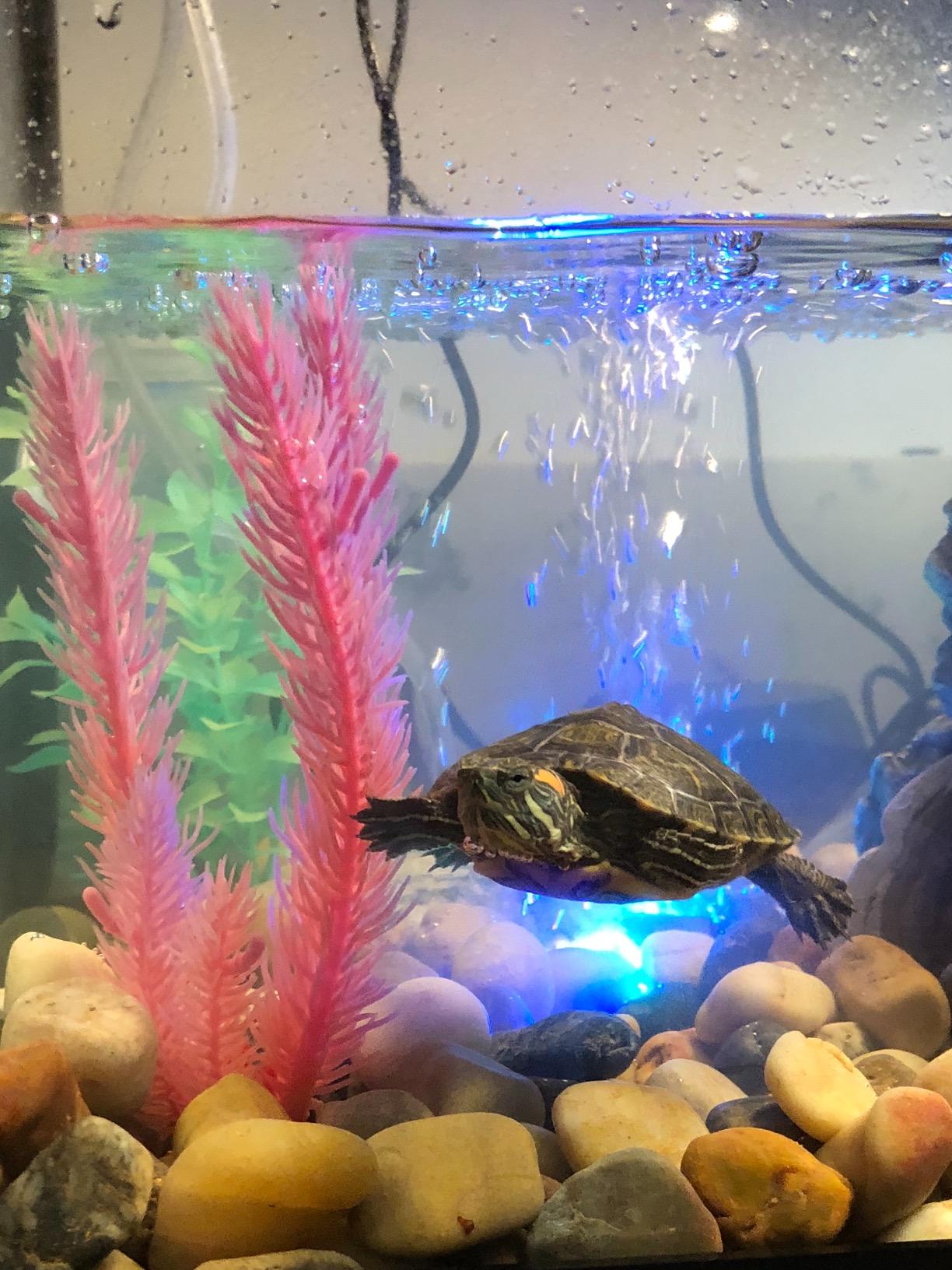 Tetra ReptoHabitat 15 Gallon Complete Kit for Reptiles, Turtles, Amphibians customer photo 1