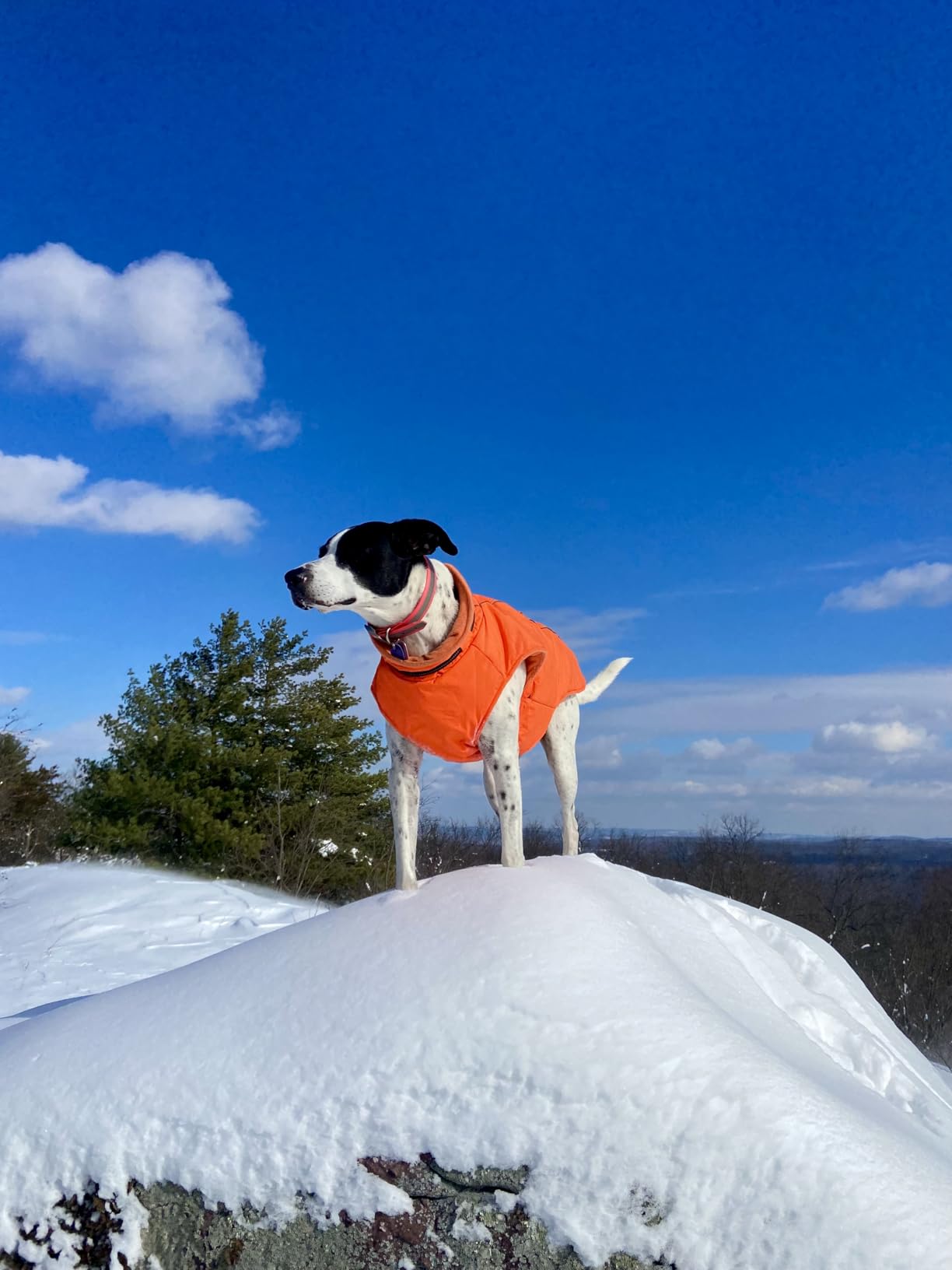 Lelepet Dog Winter Coat Waterproof Dog Jacket with Harness Built in Orange, Windproof Reflective Pet Coats for Small Medium Large Dogs, Thermal Fleece Lined Coats for Cold Weather Walking Hiking, XL customer photo 2