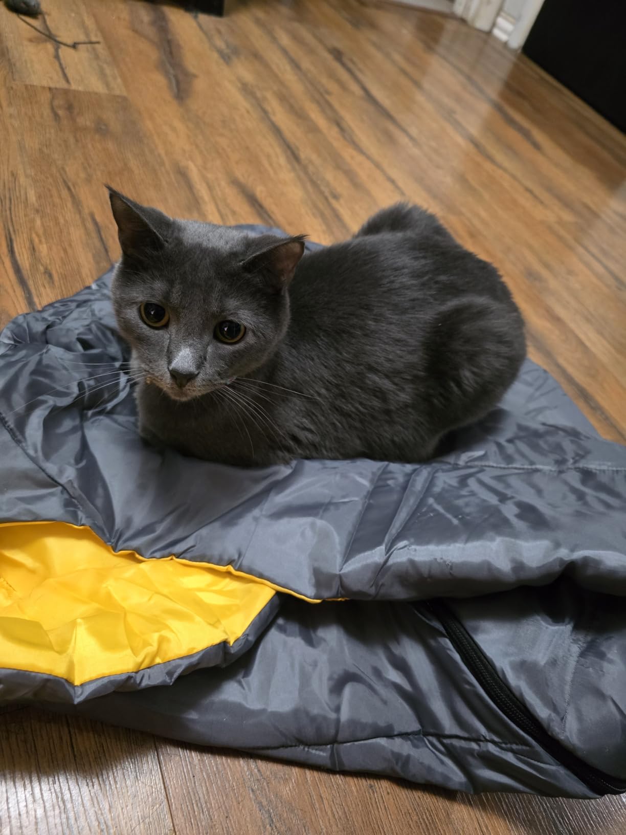 GEERTOP Lightweight Dog Sleeping Bag Portable Cozy Durable Machine Washable Pet Bed for Camping, Hiking Travel customer photo 1