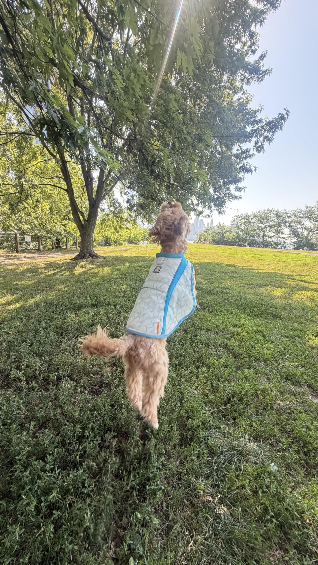 Ruffwear, Swamp Cooler Dog Vest, Evaporative Cooling for Hot Weather, Compatible with Most Harnesses, Biolumin Blue, Medium customer photo 1