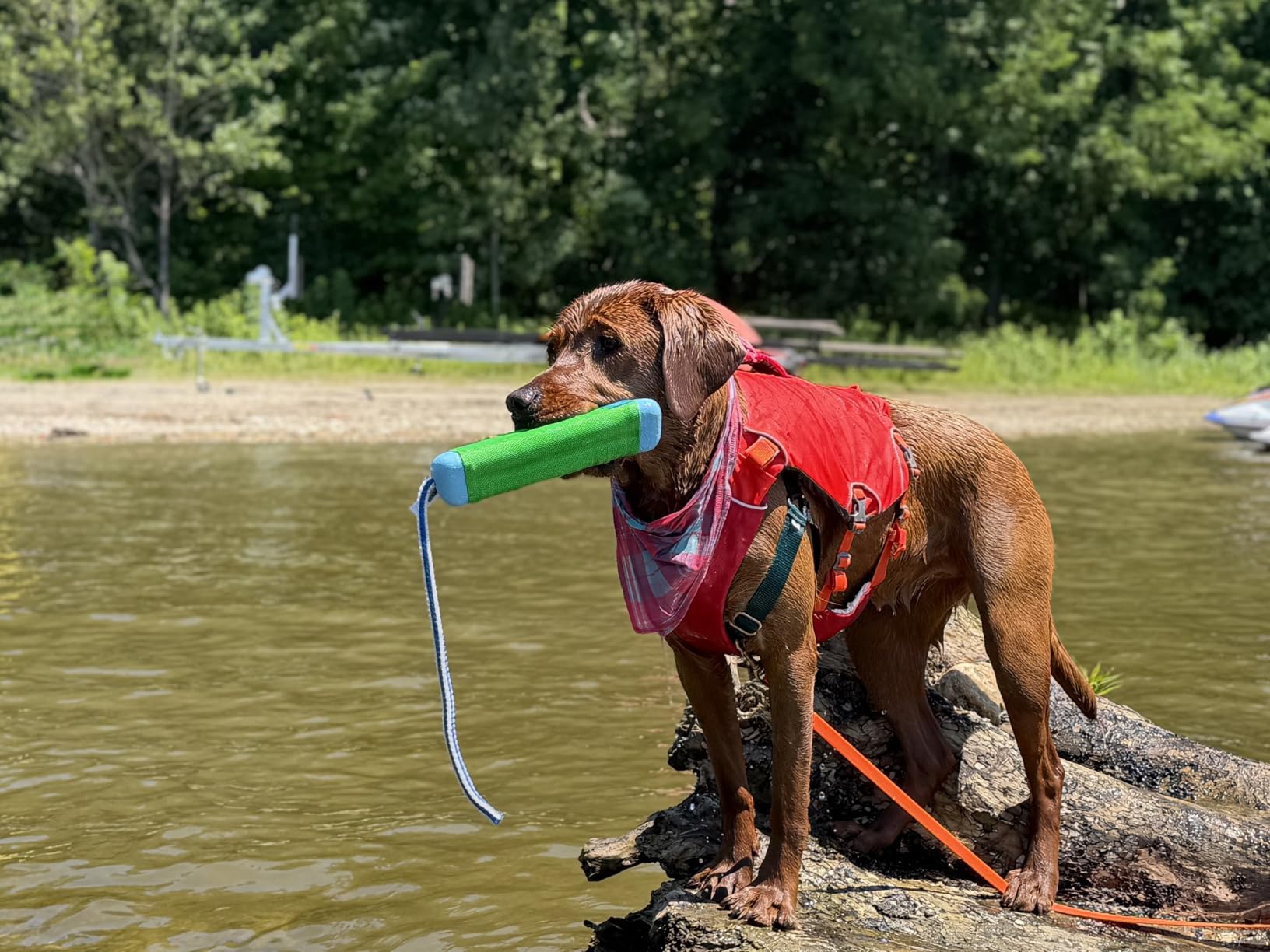 Ruffwear, Confluence Life Jacket for Dogs, Comfortable and Adjustable Dog Life Vest with Reinforced Handles, Leash Connection, and Reflective Accents, Tangelo Orange, Medium customer photo 1