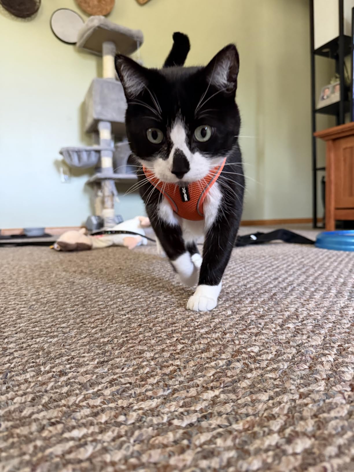Voyager Escape-Proof Step-in Lock Cat Harness & 5ft Neoprene-Handle Leash Set All-Weather Mesh with Reflective Stitching for Small to Large Cats by Best Pet Supplies, Orange, S customer photo 1