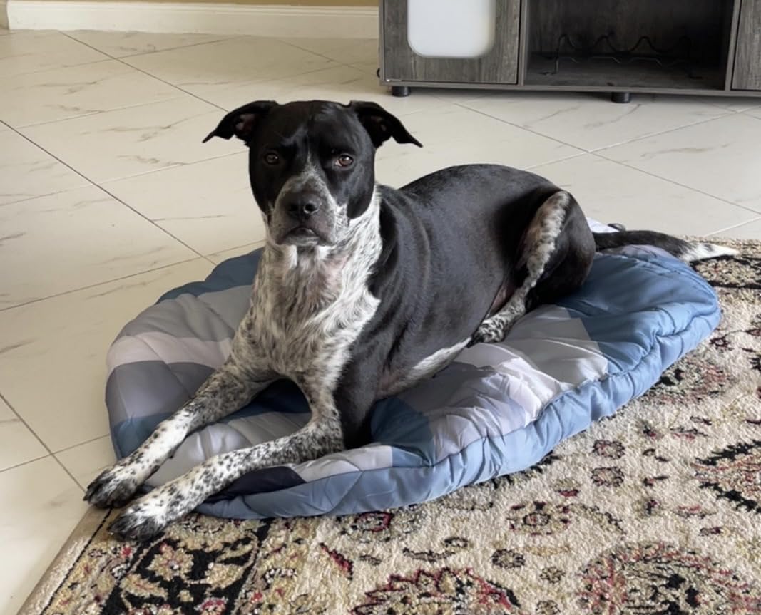 Travel Dog Bed, 42x30in, Foldable & Packable with Carry Bag, Teal | Machine Washable, Lightweight Mat, Water Resistant, Fur Resistant, Medium Breeds, Travel, Road Trips, Camping customer photo 2
