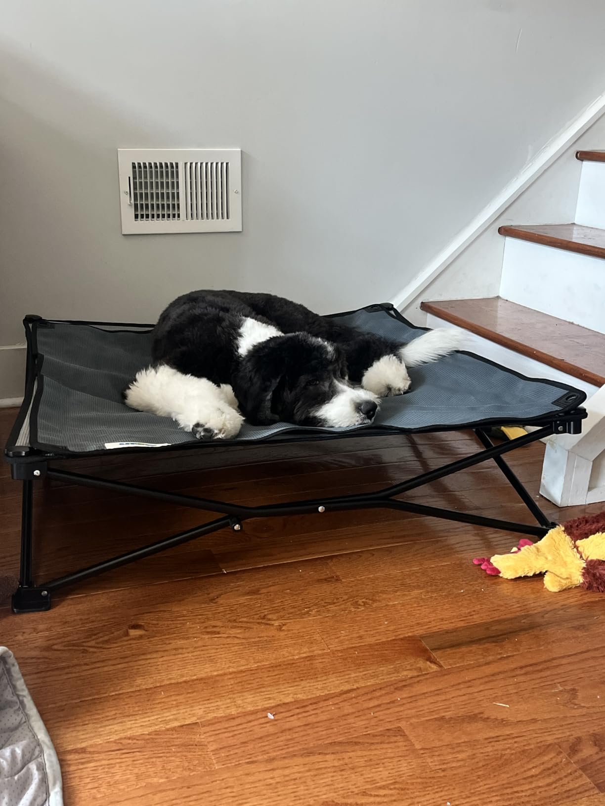 Coolaroo On-The-Go Elevated Dog Bed Kit - Portable & Cooling Travel Cot with HeatShield Fabric for Medium Dogs, Lightweight & Compact, Includes Matching Carry Bag & Everglade Green Bonus Cover, Medium customer photo 1
