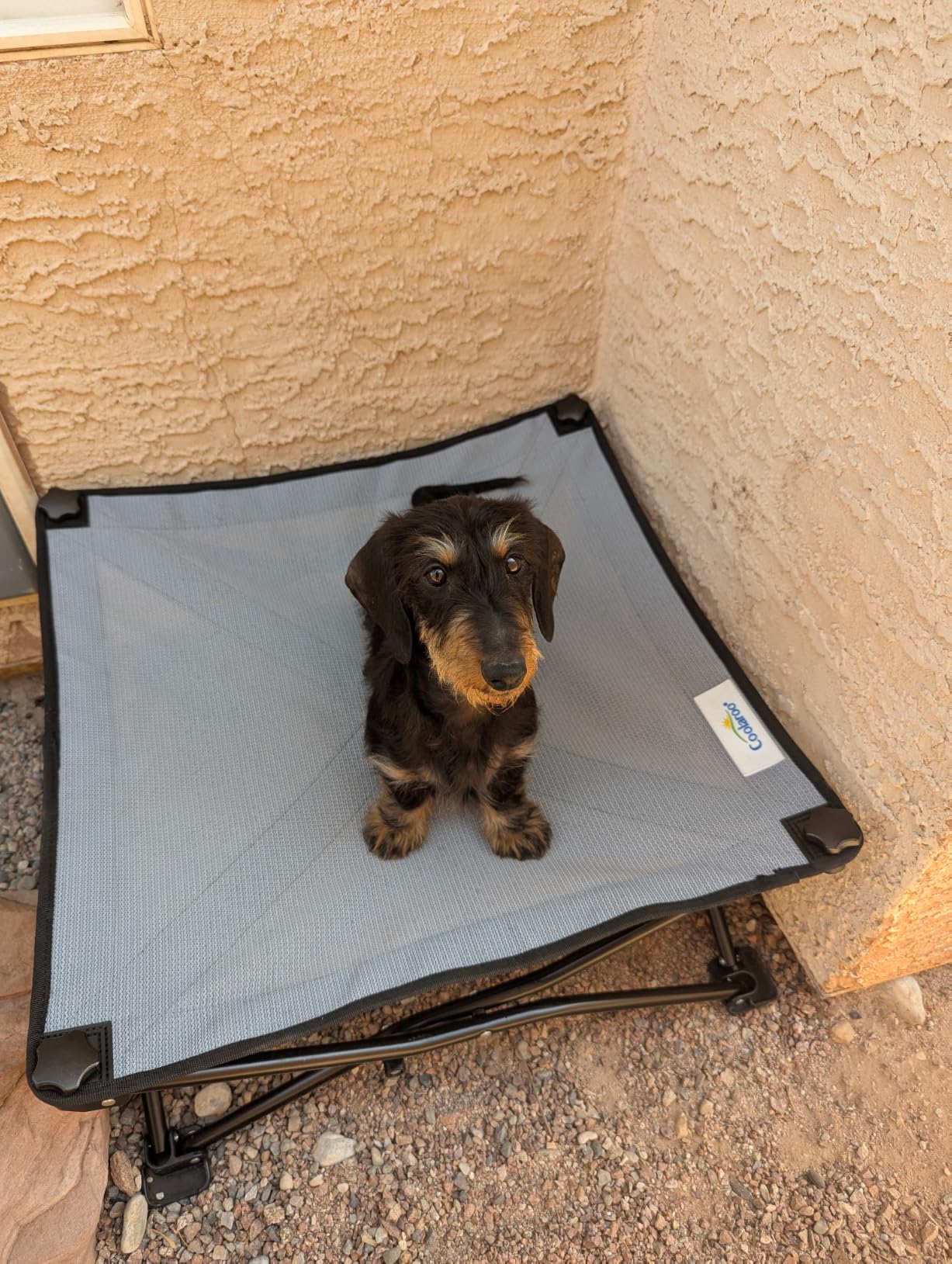 Coolaroo On-The-Go Elevated Dog Bed Kit - Portable & Cooling Travel Cot with HeatShield Fabric for Medium Dogs, Lightweight & Compact, Includes Matching Carry Bag & Everglade Green Bonus Cover, Medium customer photo 2