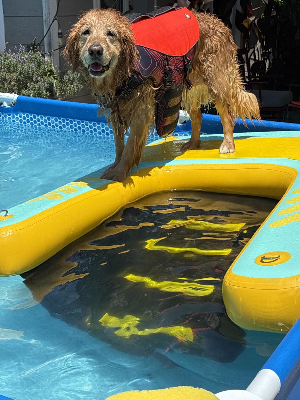Inflatable Dog Water Ramp - 60'' x 40'' Extra Large Dog Dock Boat Ramp Supports up to 240lbs, EVA Non-Slip Surface, Easy Water Exit for Large & Senior Dogs, Swim Platform for Lakes, Docks & Pools customer photo 1