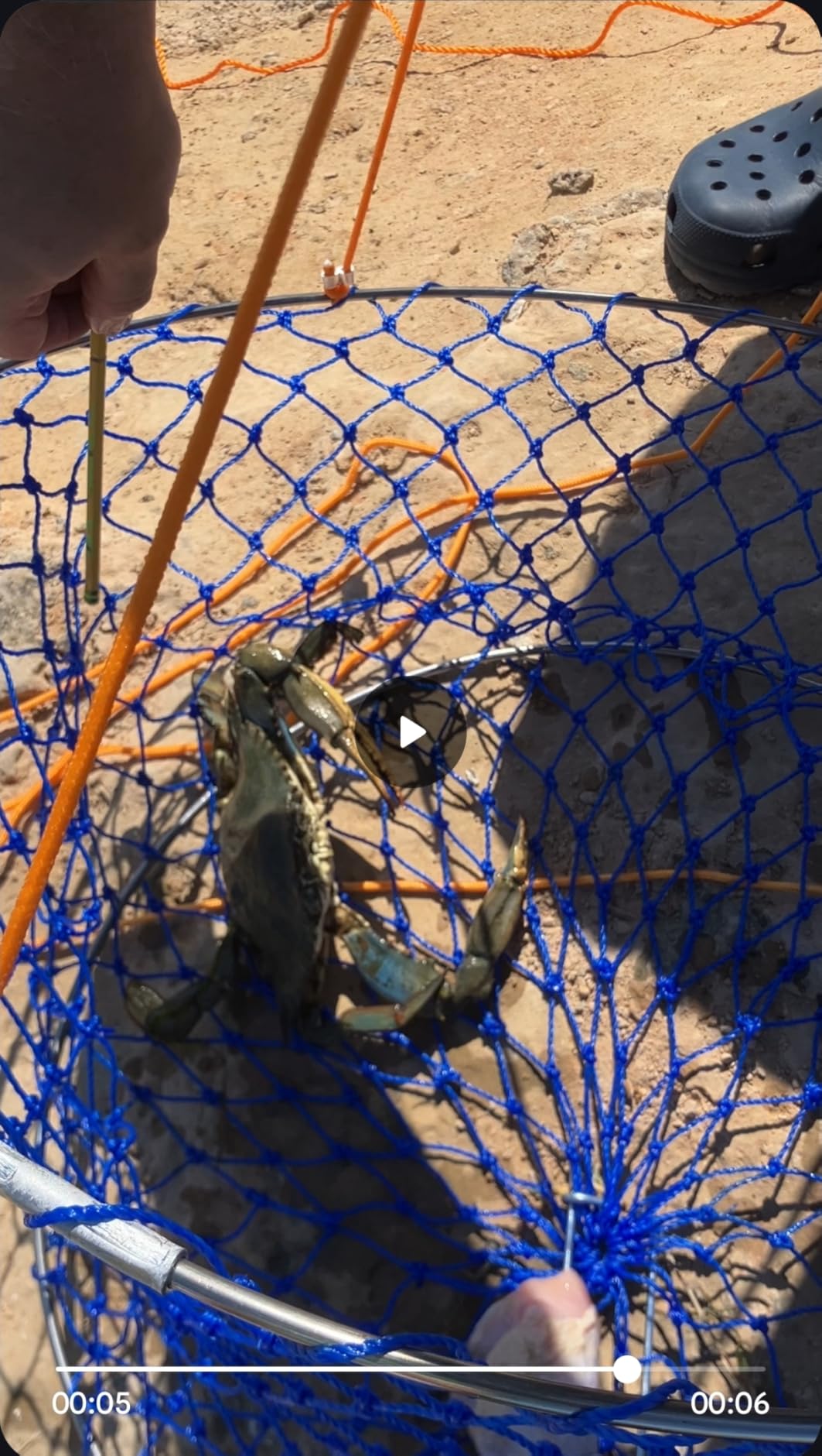 Stainless Crab Ring Trap Kit - Stainless Steel Crab Net with 100ft Rope, Bait Bag, Clip & Ruler - 24