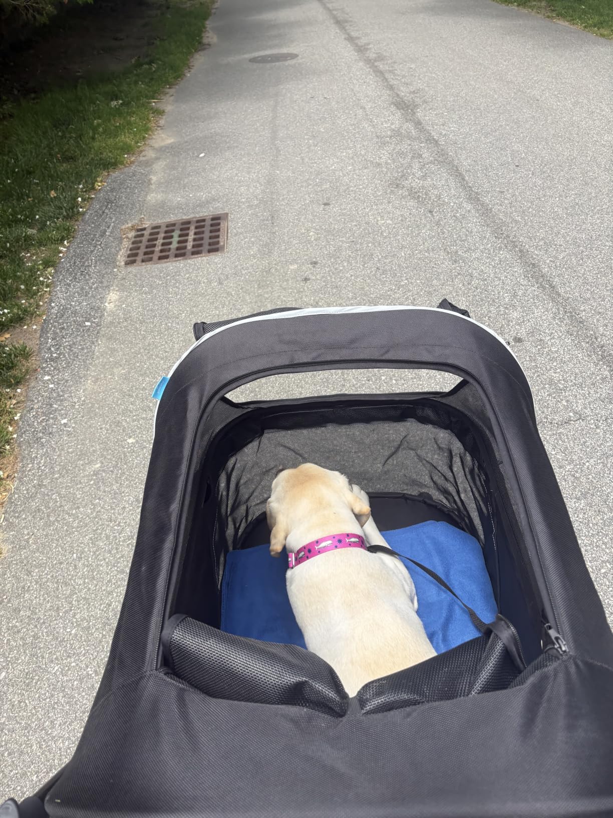 Zoosky Pet Stroller for Large Dogs up to 110lbs, Large Pet Stroller for Multiple Pets, All-Terrain with Adjustable Handle & Mesh Dual-Window, 1680D Waterproof Oxford Fiber customer photo 2