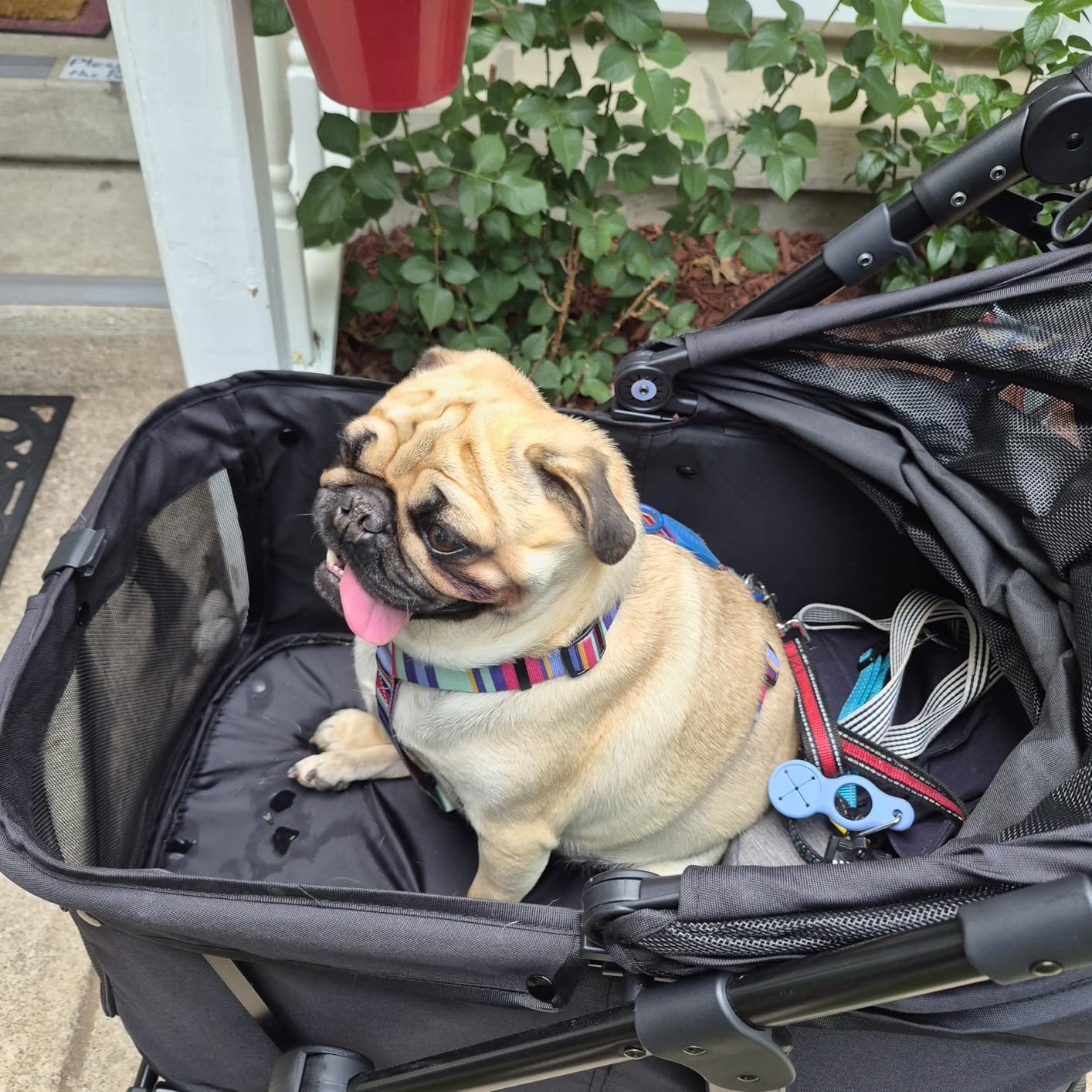 Zoosky Medium Dog Stroller for Large Dogs, pet Stroller for Medium Dogs Up to 66lbs, All-Terrain with Adjustable Handle & Canopy, Sun Shades, Storage Organizer, Waterproof Oxford Fiber customer photo 2