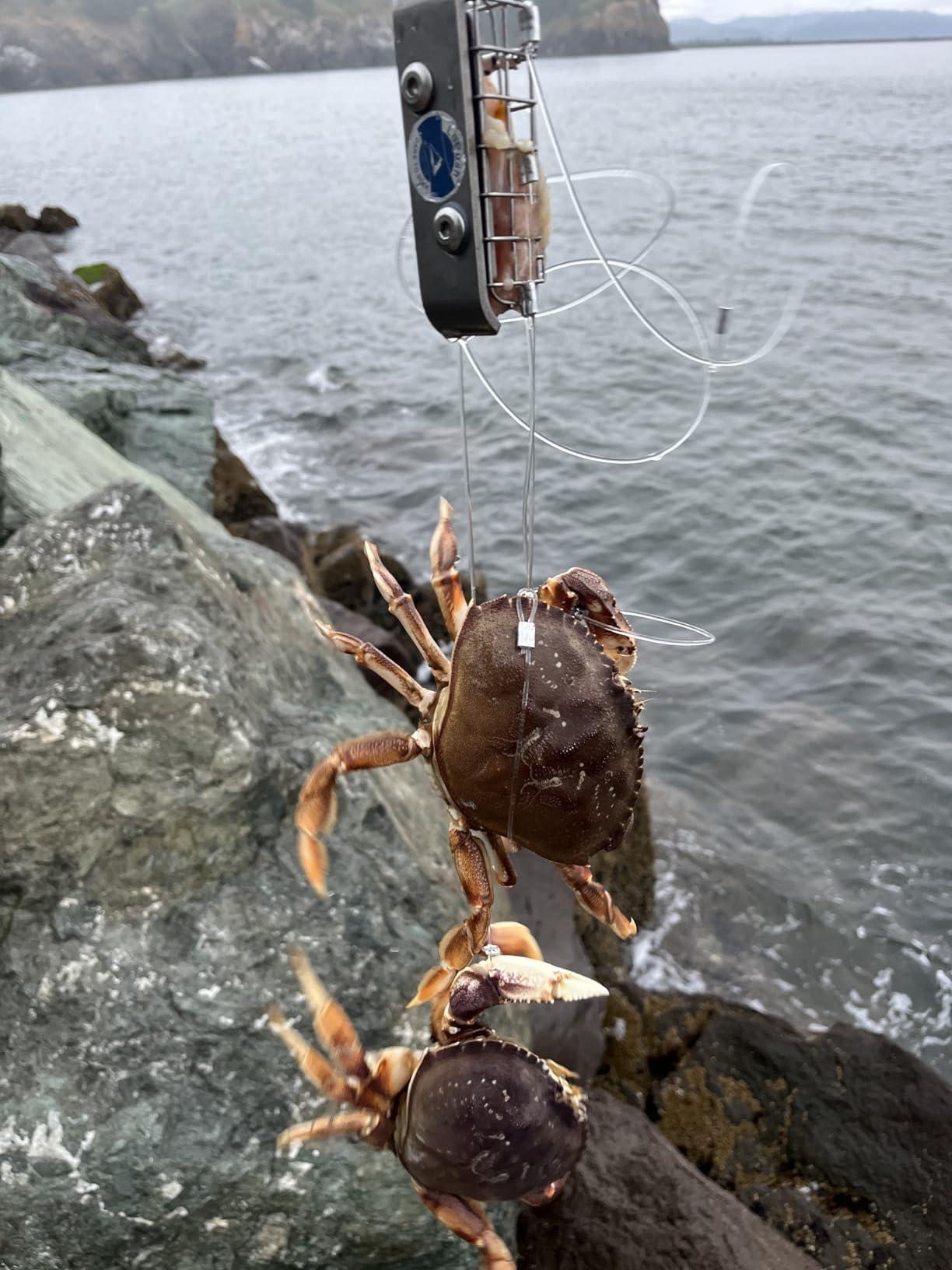 Crab Trap for Fishing Pole - Stainless Steel Crab Snare (SnareRaptor 600 - 6.5oz) with Rustproof Cage - Dungeness & Rock Crabbing Gear for Pier, Jetty, or Surf customer photo 1