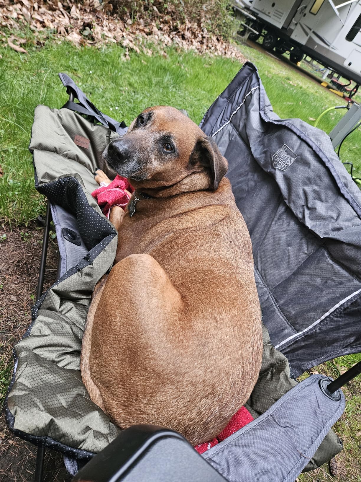 Gimars Upgraded Thickened Travel Dog Bed with Waterproof Film, Easy to Roll Up with Buckle, Large Outdoor Pet Bed for Medium & Large Dog, Portable, Washable Bed Mat for Camping, Traveling customer photo 2