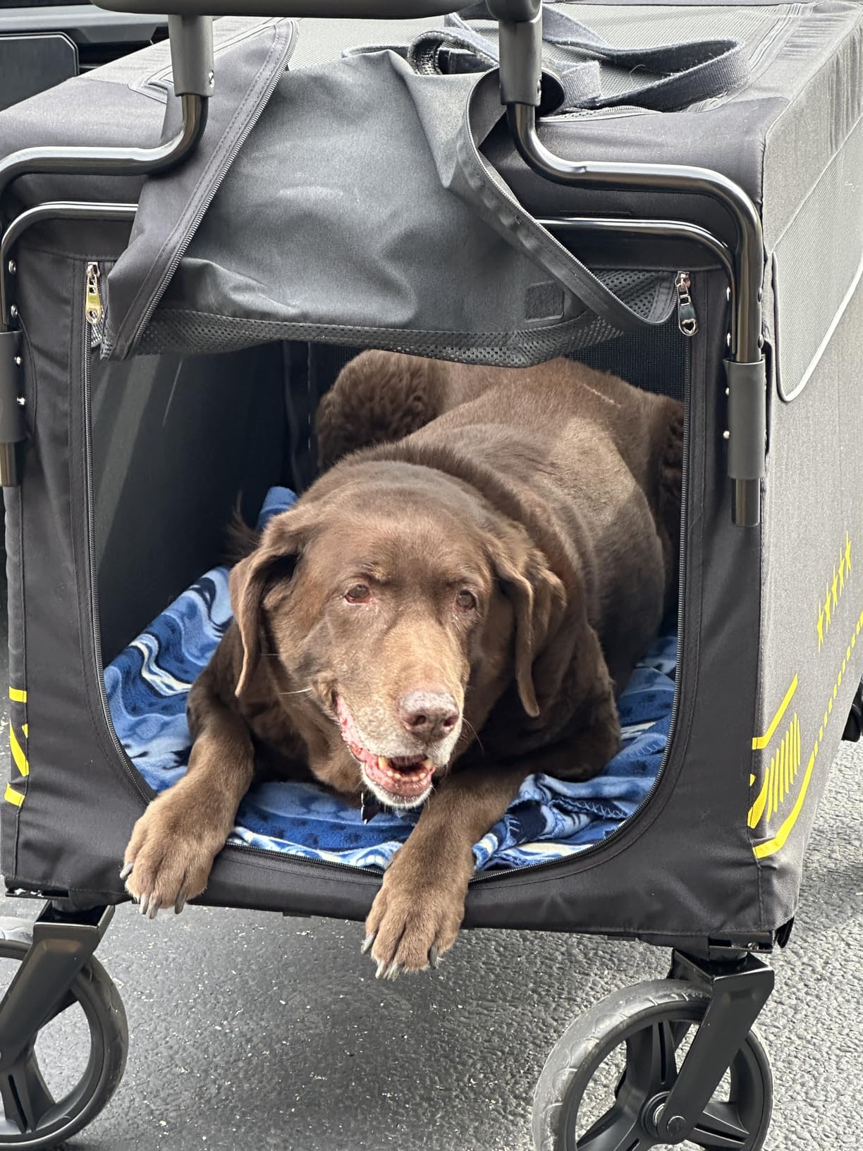 All Terrain Pet Stroller for Medium & Large Dogs with Ramp, Foldable Dog Stroller with Brakes, 3 Entrances, Dual Adjustable Handles with Reversible Push, 160lbs Weight Capacity customer photo 1