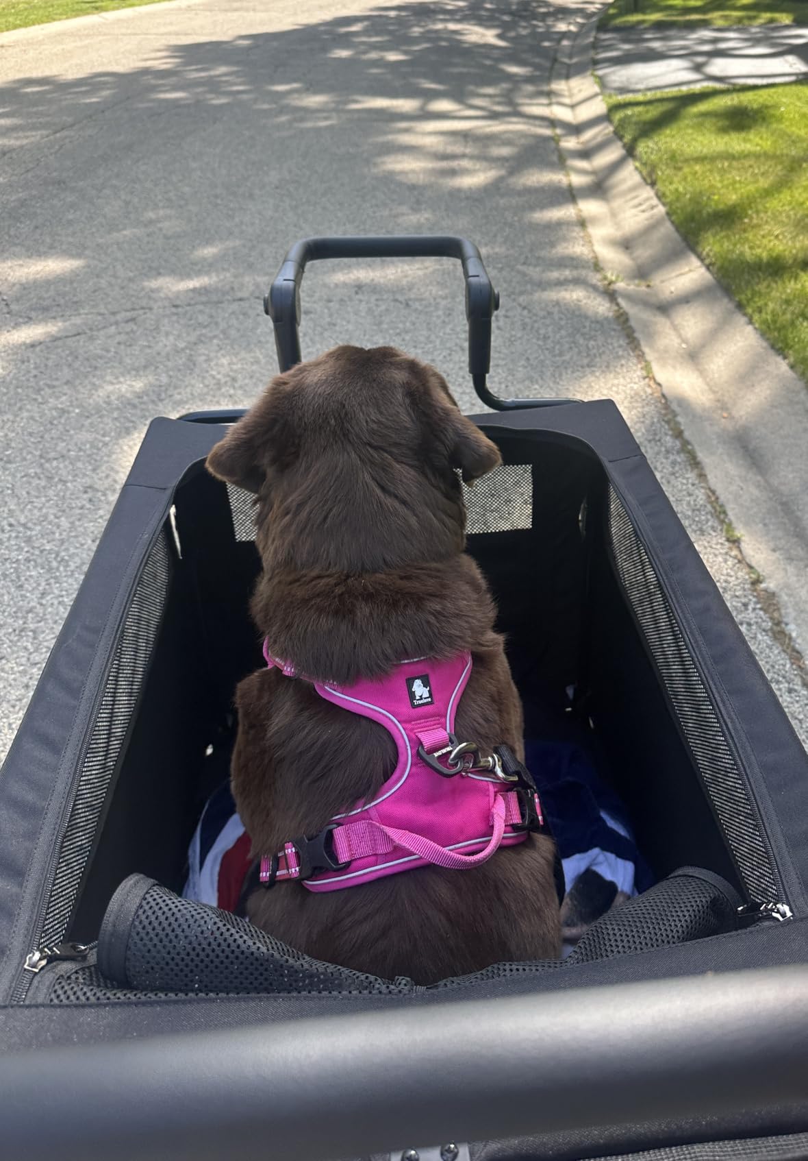 All Terrain Pet Stroller for Medium & Large Dogs with Ramp, Foldable Dog Stroller with Brakes, 3 Entrances, Dual Adjustable Handles with Reversible Push, 160lbs Weight Capacity customer photo 2