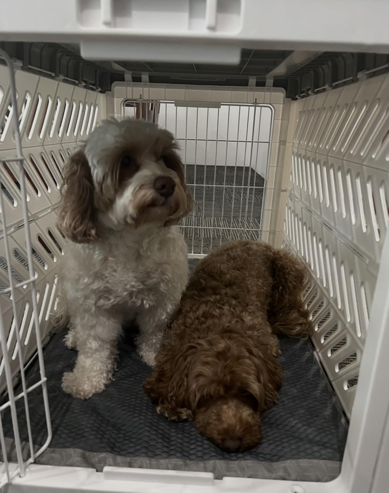 Collapsible Dog Crate for Large/Medium Dogs - 36
