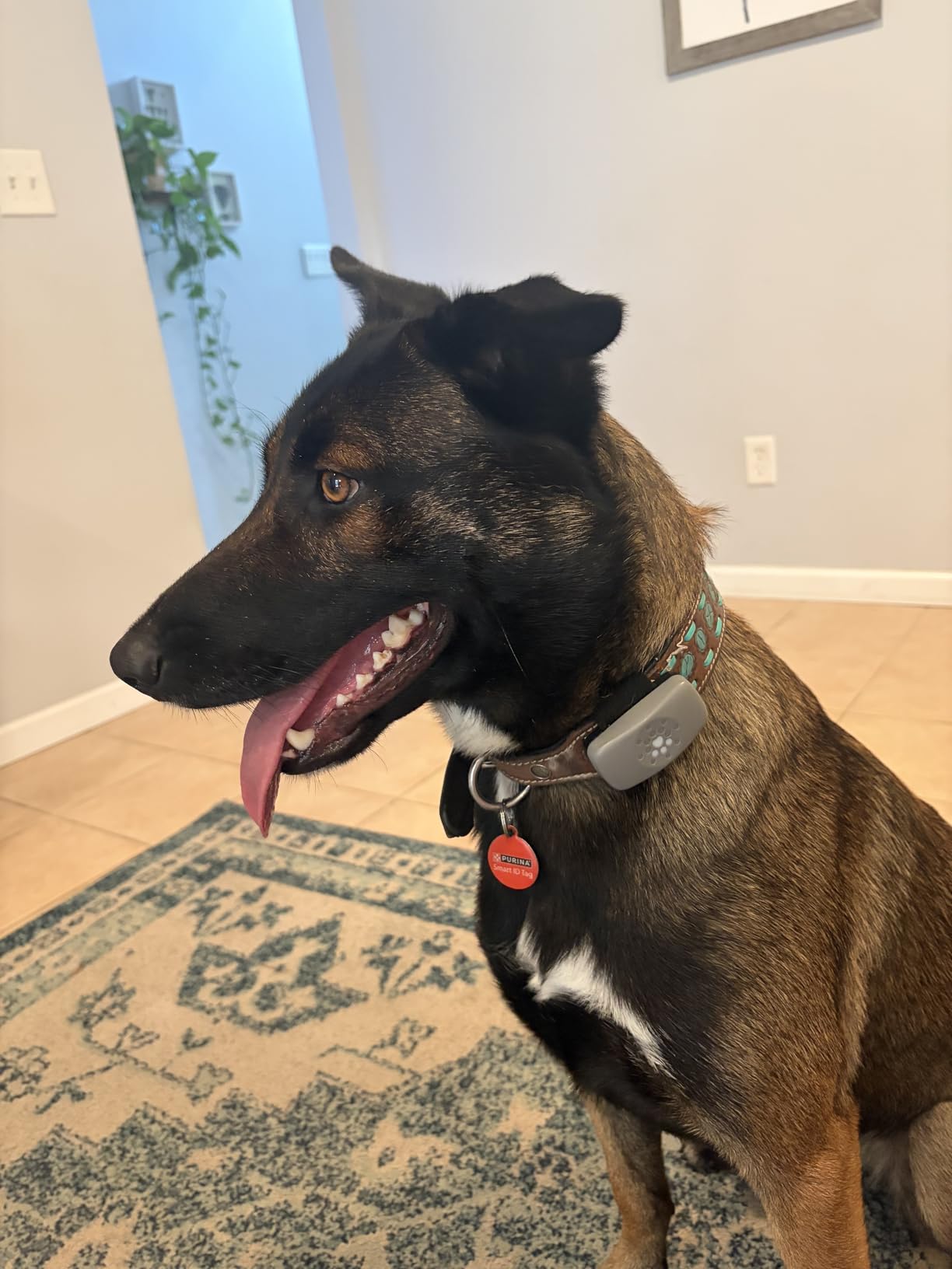 petivity Dog GPS Tracker Powered by Purina, Waterproof Real Time Tracking GPS Dog Collar, Downloadable App, Subscription Required customer photo 1