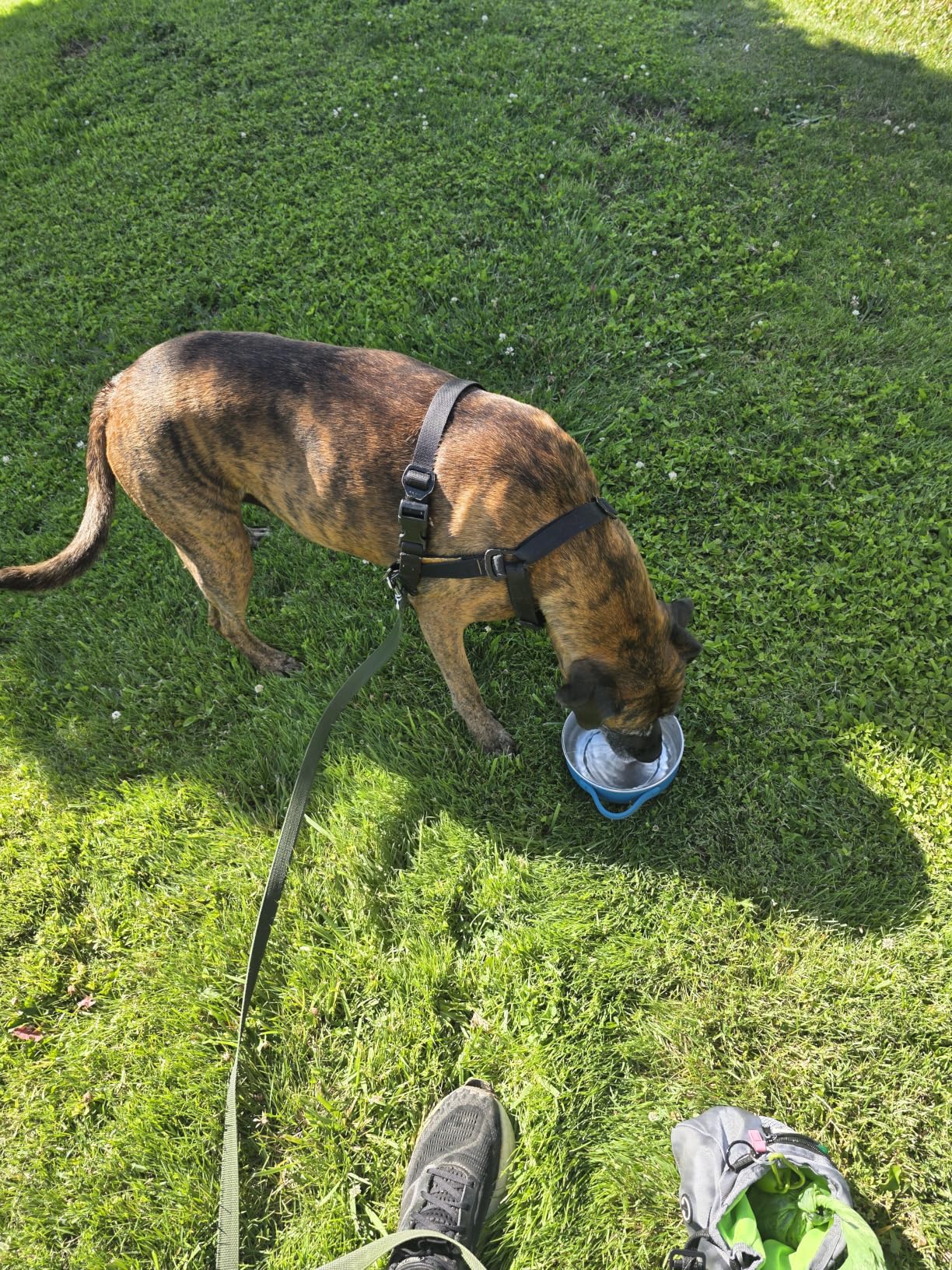2-in-1 Travel Dog & Cat Bowl - Collapsible BPA-Free Silicone | 18/8 Stainless Steel, Portable & Non-Slip with Handle customer photo 1