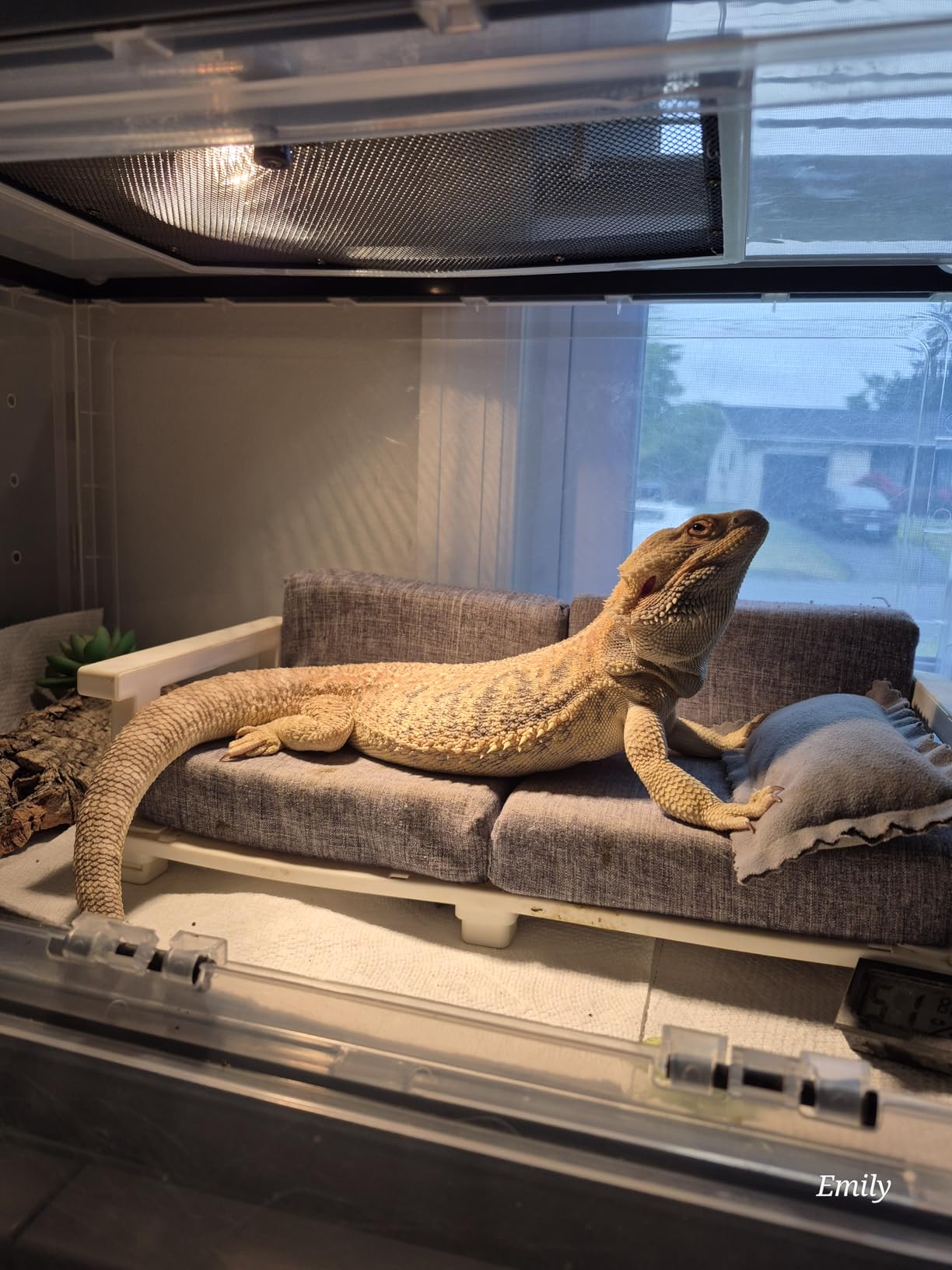 TFNN Reptile Heat Lamp with Clamp and Intelligent Cycle Timer, 2 Bulbs 50W + 75W customer photo 1