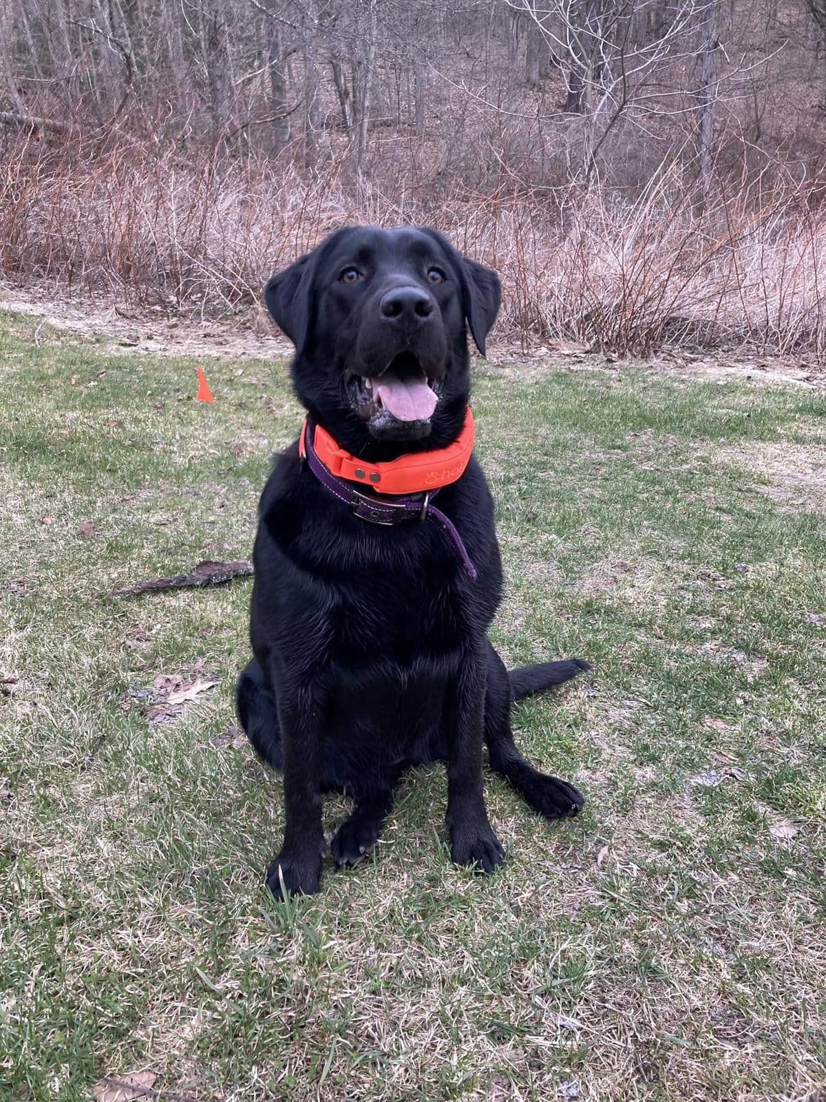 Halo Collar 5 GPS Wireless Dog Fence, Realtree Camo | Keep Your Dog Safe with Custom Boundaries, Real-Time Tracking, and Instant Alerts at Home, Away, or Off-Grid customer photo 2