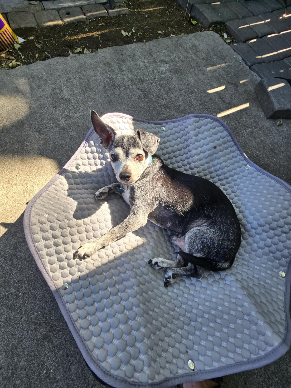 Pecute Raised Dog Bed with Cooling Mat, Elevated Pet Cot for Small Dogs, M | Breathable Textilene Mesh, Outdoor Camping & Beach, Steel Frame,130 lbs Heavy Duty Support, Tool-free 3-Second Quick Assembly customer photo 1