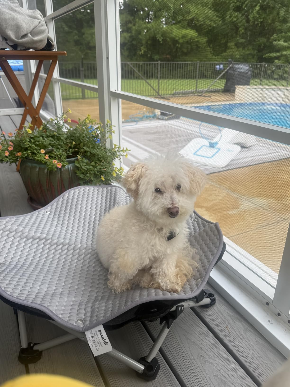 Pecute Raised Dog Bed with Cooling Mat, Elevated Pet Cot for Small Dogs, M | Breathable Textilene Mesh, Outdoor Camping & Beach, Steel Frame,130 lbs Heavy Duty Support, Tool-free 3-Second Quick Assembly customer photo 2