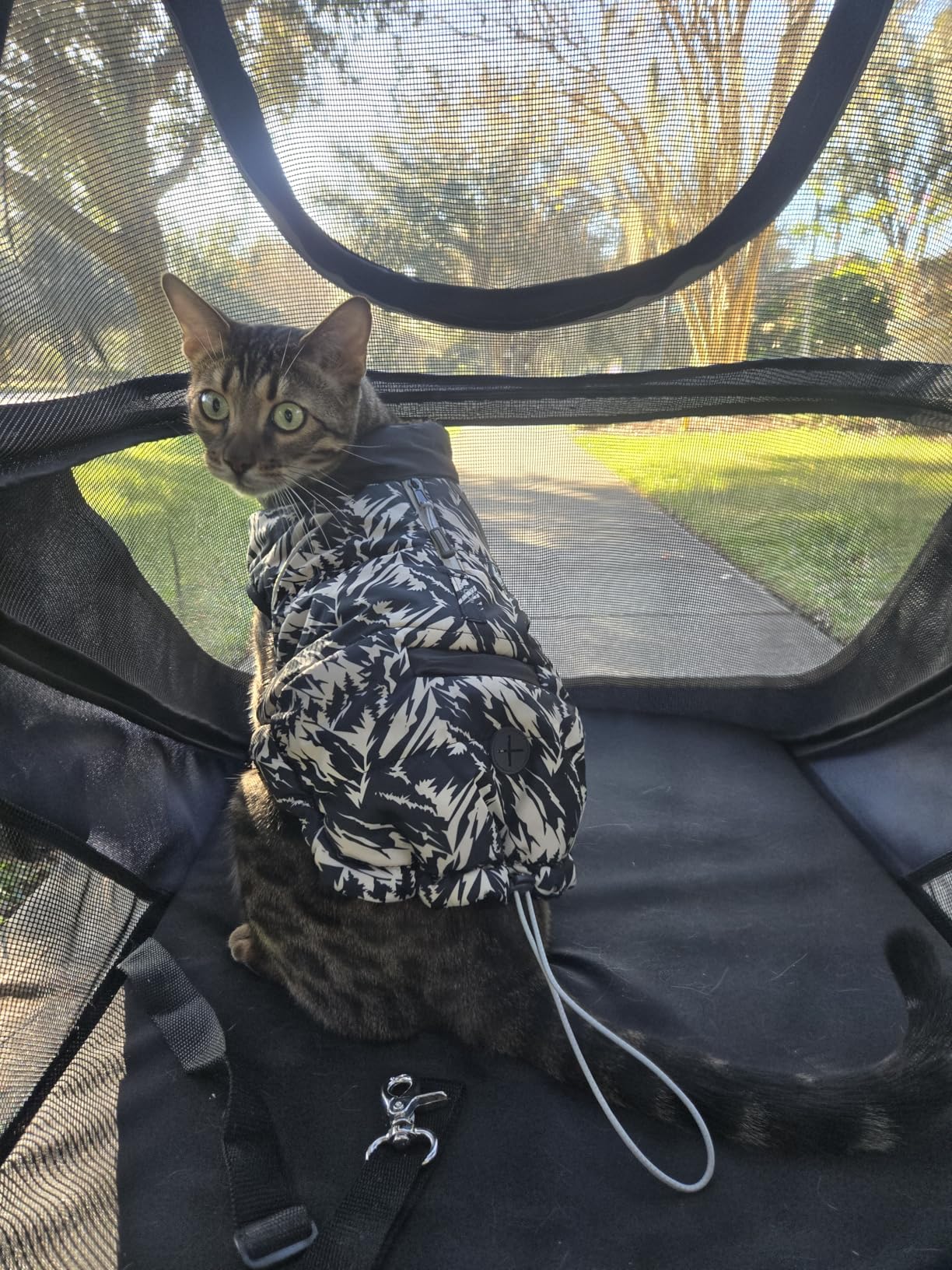 Canine Canyon Denver Dog Stroller for Large & Medium Dogs- Easy Fold All-Terrain Pet Stroller for 2 Dogs with Dual Entry, One-Foot Brake, Sunroof & Breathable Windows, Up to 130 lbs, Blue customer photo 2