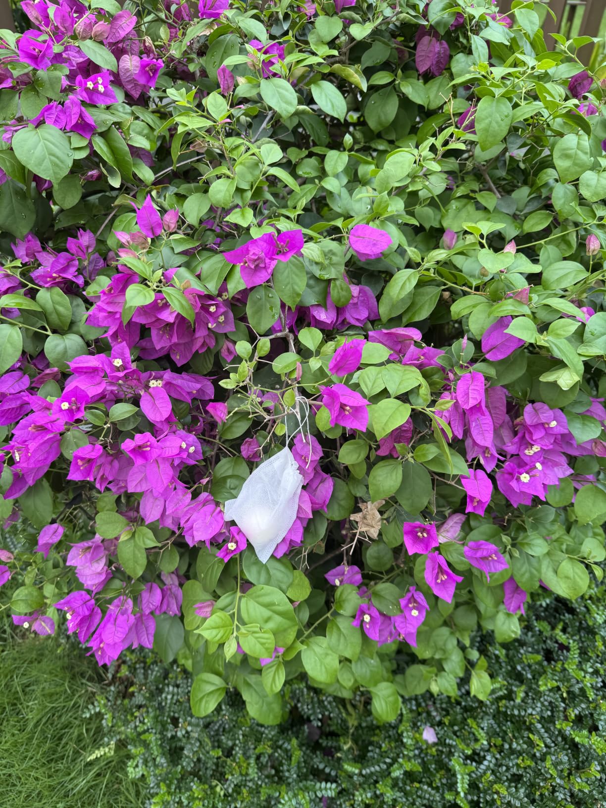 LAQDECDV Deer Repellent, Rabbit Repellent Outdoor, Deer Deterren for Yard & Garden, Bunny Repellent Balls, Keep Deer, Elk, Moose Away from Plant/Tree, Deer & Rabbit Repellant, 90 Days Protection-8P customer photo 1