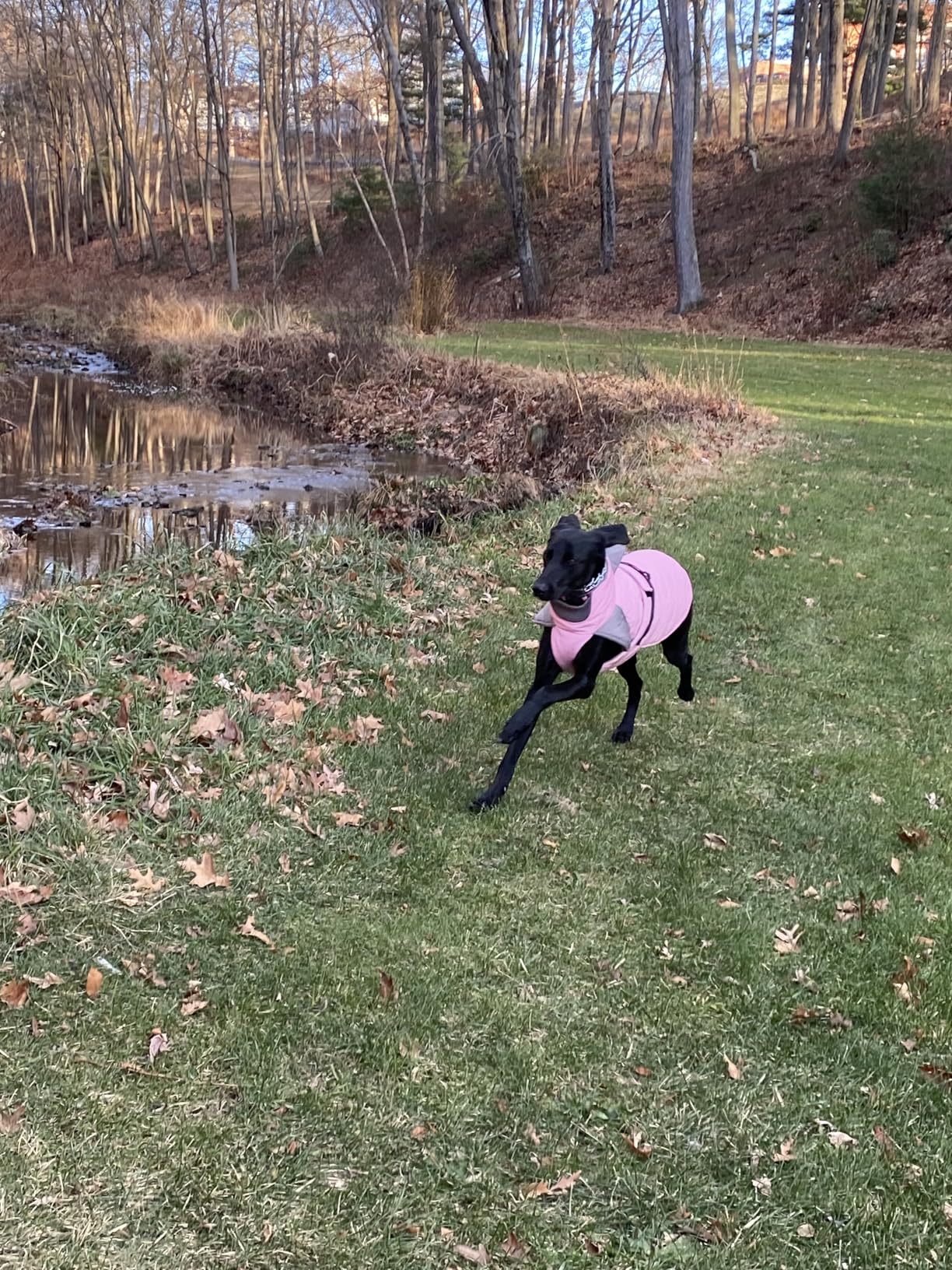 Nanaki Dog Coats for Large Dogs Winter-Waterproof Large Dog Jacket Snowsuit, Waterproof ,Weather-Resistant,Warm Fleece Lining, Easy On/Off,Reflective Trim,Adjustable Fit, For Hiking,Rain, Free Movement customer photo 2