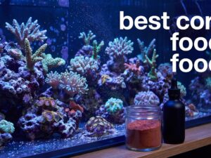 best coral foods