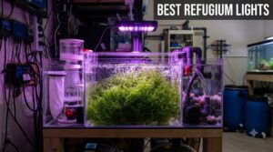best refugium lights