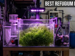 best refugium lights