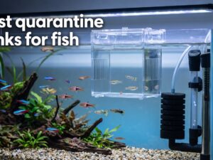 best quarantine tanks for fish