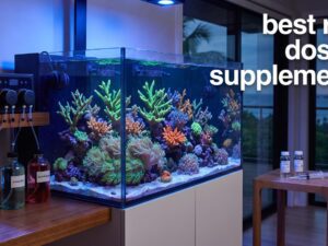 best reef dosing supplements