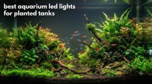 best aquarium led lights for planted tanks