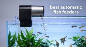 best automatic fish feeders