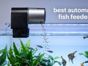 best automatic fish feeders
