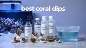 best coral dips