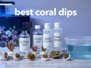 best coral dips