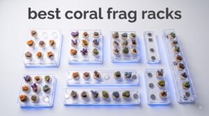 best coral frag racks