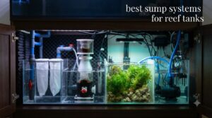 best sump systems for reef tanks