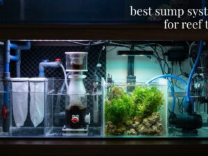best sump systems for reef tanks