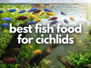 best fish food for cichlids