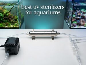 best uv sterilizers for aquariums