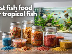 best fish food for tropical fish