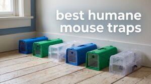 best humane mouse traps