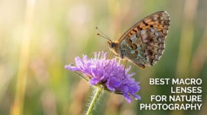best macro lenses for nature photography